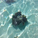 lagon nouvelle calédonie